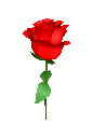 :3d_rose: