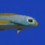 Photo de profil de Praioven