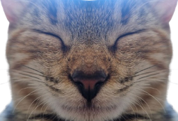 :praline_miroir2: