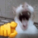 :Ayacat: