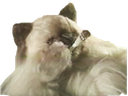 :chat_joint: