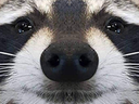 :raton_zoom: