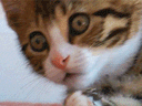 :chat_wow: