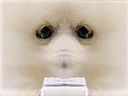 :double_miroir_wafent: