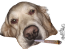 :chien_stone: