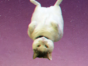 :chat_volant: