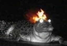 :crocofeu: