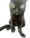 :Croquette_Mignon: