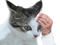 :Chat_Sueur: