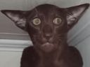 :chat_pas_beau: