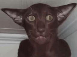 :chat_pas_beau: