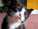 :chat_fatigue: