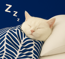 :dodochatbleu2: :dodochatbleu2: