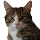 :Chat_de_SignalGouv4k: