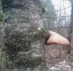 :arbrejouiffent: