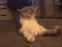 :Chaton_bande: