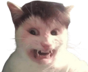 :Chat_SoniaMabrouk_: