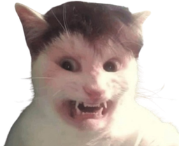 :Chat_SoniaMabrouk_: