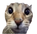 :AahCat: