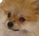 :spitz_triste: