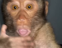 :Choc_singe_: