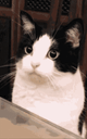 :Chat_Zoom_Leche: