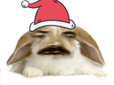 :Lapin_De_Noel: