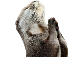 :loutre_prie: