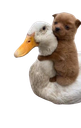 :mignon_chien_canard: