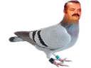 :pigeon: