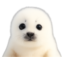 :phoqueneigefix: