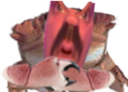 :Crabe_puceau: