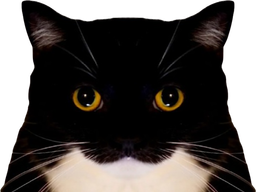 :chat_mignon2: