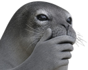:Phoque_chokbar: