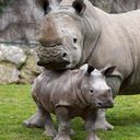 Rhinopharos