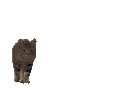 :Qui_va_la: