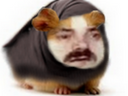 :hamster_voile: