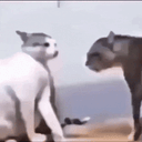 :Detruire_son_frere_pour_une_chatte: