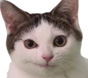 :chat_perplex:
