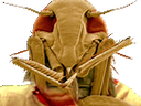 :insecte_moche: