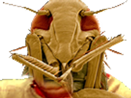 :insecte_moche: