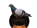 :Pigeon_puceau: