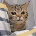:CutestCat: