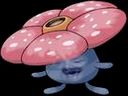 :Raflesia:
