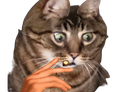 :Chat_chocbar: