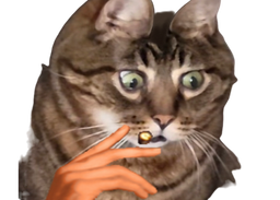 :Chat_chocbar: