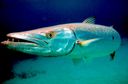 :barracuda: