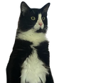 :chatdeboutzoom: