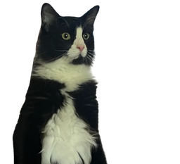 :chatdeboutzoom: