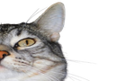 :CS_Droite: